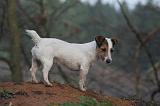 JACK RUSSEL 261